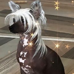 Raya - Chinese Crested