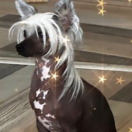 Raya - Chinese Crested