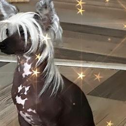 Raya - Chinese Crested