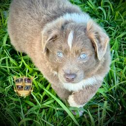 Tortellini - Dilute red male Australian Shepherd puppy in El Dorado Springs, Missouri from HP Aussie Kennels