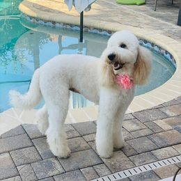 Bunny - Goldendoodle