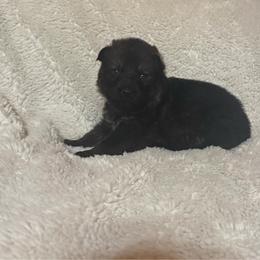 Purple - Sable female German Shepherd puppy in Andalusia, Alabama from Keisha's German Shepherds