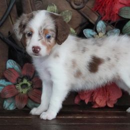 Red Merle Female 2 Blue Eyes - Red merle female Aussiedoodle puppy in Lawton, Oklahoma from Lindsey’s Aussies