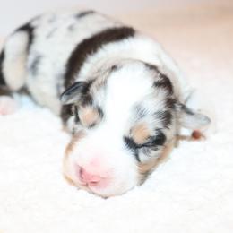 Jovi - Blue merle female Australian Shepherd puppy in Colorado from Firestone Australian Shepherds