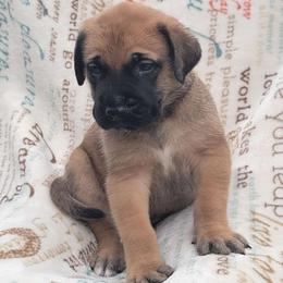 Blue - Apricot Mastiff puppy in Parkersburg, West Virginia from ❤️ Thompson's Family Mastiffs ❤️