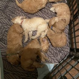 Sheepadoodle Puppies from Doodles of Central Arkansas