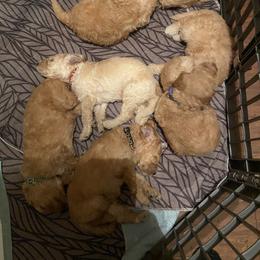 Sheepadoodle Puppies from Doodles of Central Arkansas