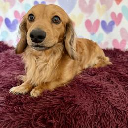 Copper - Dachshund