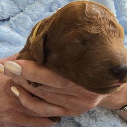 Yellow Collar - Red  male Poodle puppy in Vass, North Carolina from Dakliff Standard Poodles
