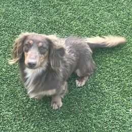 Dachshunds from Glamorous Doxies