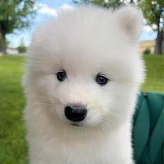 Biscuit - White male Samoyed puppy in Tremonton, Utah from Sugar Sweet Samoyeds