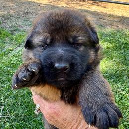 German Shepherd puppies from Team Reeves Ranch