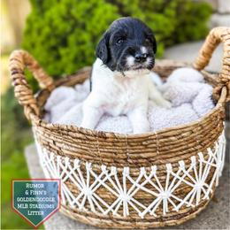 Wrigley - Parti male Goldendoodle puppy in Soddy Daisy, Tennessee from The W Doods