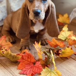 Basset Hound Puppies from Central Kentucky Basset Hounds