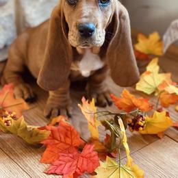 Basset Hound Puppies from Central Kentucky Basset Hounds