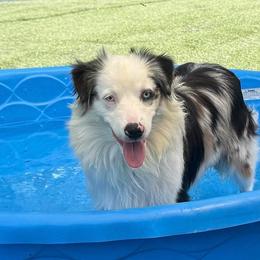 Olaf - Blue merle male Miniature American Shepherd puppy in Garysburg, North Carolina from Schaefer's Miniature American Shepherds