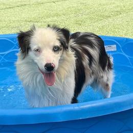 Olaf - Blue merle male Miniature American Shepherd puppy in Garysburg, North Carolina from Schaefer's Miniature American Shepherds