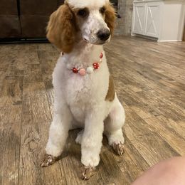 Cavapoo, Goldendoodle, and Poodle All Grown Up from Pearls & Curls doodles & poodles