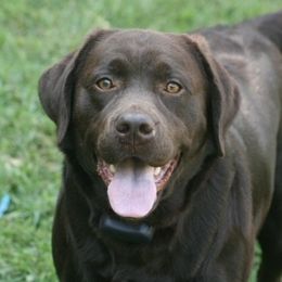 Aspen - Labrador Retriever
