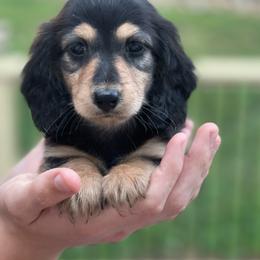 Girl 2 Runt - Black and tan female Dachshund puppy in Hudson, North Carolina from Foothills Precious Paws