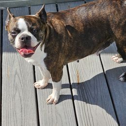 Baby - Boston Terrier