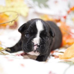 Simone - Brindle female Boxer puppy in Warsaw, New York from Hillview Kennels