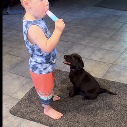 Labrador Retriever Puppies from Naomi's Labrador Retrievers