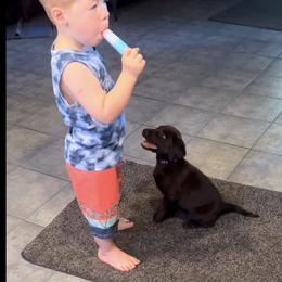 Labrador Retriever Puppies from Naomi's Labrador Retrievers