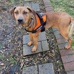 Catahoula Leopard Dog Puppies from Bons Temps Catahoulas