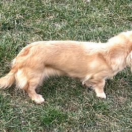 Peaches - Dachshund