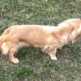 Peaches - Dachshund