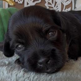 BECKHAM - AKC - Black and silver brindle male Havanese puppy in Verden, Oklahoma from Holcombs Puppy Ranch