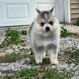 Sion - Silver and white male Pomsky puppy in Boonville, Indiana from Elysian Pomskies