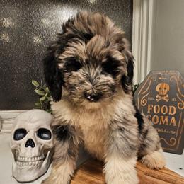 Maroon - Merle female Bernedoodle puppy in Shelby, North Carolina from Forever Grateful Doodles
