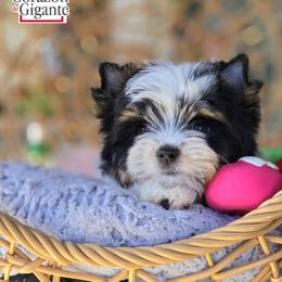 Biewer Terrier and Yorkshire Terrier Puppies from Corazon de gigante