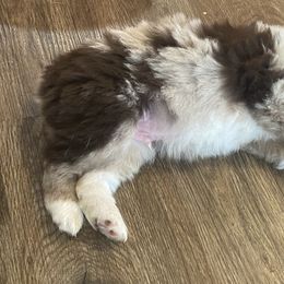 Miniature Australian Shepherd and Toy Australian Shepherd Puppies from Bar IV Aussies