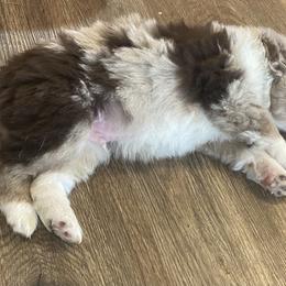 Miniature Australian Shepherd and Toy Australian Shepherd Puppies from Bar IV Aussies