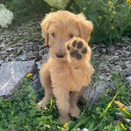 Labradoodles from Cascade Hills Labradoodles