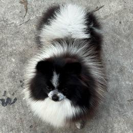 Nova - Black parti female Pomeranian puppy in Santa Ana,Ontario, California from Uniquepombabies