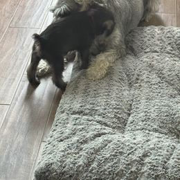 Standard Schnauzer Puppies from Dragos Kennel