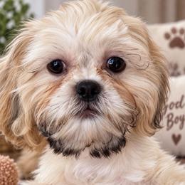 Goldie - Gold and white male Shih Tzu puppy in Orlando, Florida from Shih Tzu Puppy in Orlando