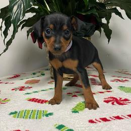 Belle - Black and rust female Miniature Pinscher puppy in Lancaster, Missouri from White Stone Ranch