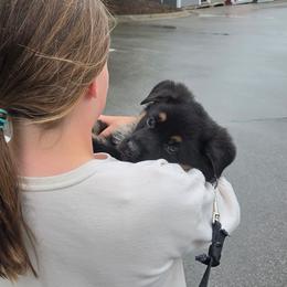 Freya vom Nutzenhof - Bi-color female German Shepherd puppy in Bath, Michigan from Nutzenhof