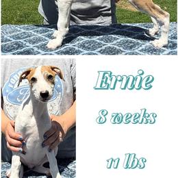 Ernie - White and red brindle male Whippet puppy in Plainfield, Indiana from Rose Acre Whippets