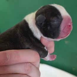 Girl 1 - Brindle and white female Boston Terrier puppy in Denver, Colorado from Diamonds In The Ruff Boston Terriers