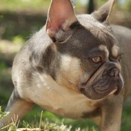 Boone - French Bulldog
