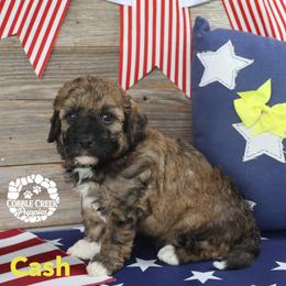 Cash - Sable male Bernedoodle puppy in Heyworth, Illinois from Cobble Creek Puppies