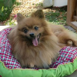 Copper - Pomeranian