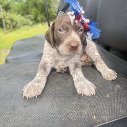Female 3 - Liver roan female German Shorthaired Pointer puppy in Axtell, Texas from Texas German Shorthaired Pointers