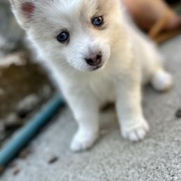 Boy 1 - Merle Pomsky puppy in Las Vegas, Nevada from Lovely Pomsky